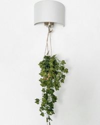 Money Plant